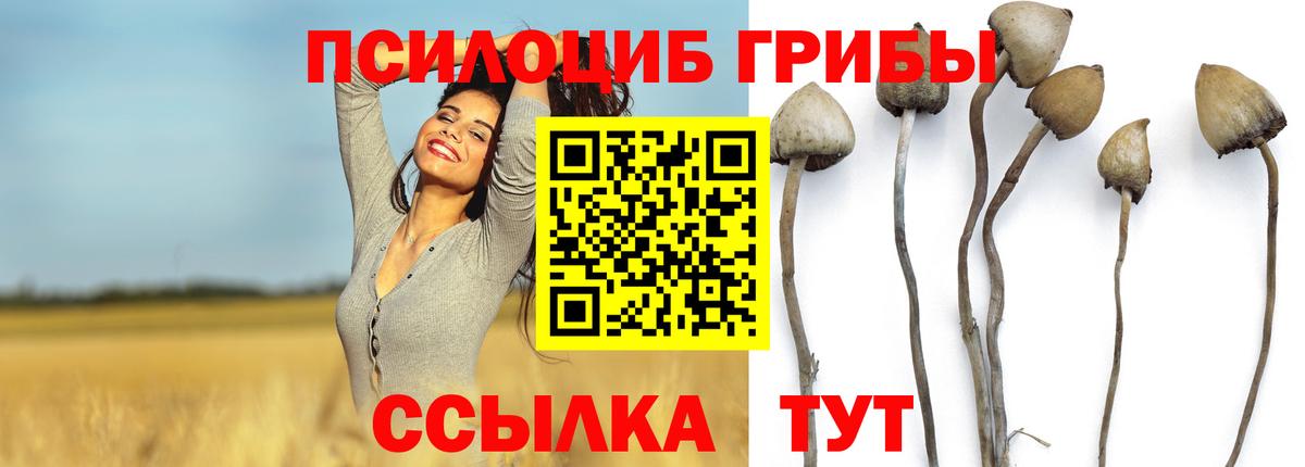 Галлюциногенные грибы Psilocybe  Вход с VPN  Сокол 